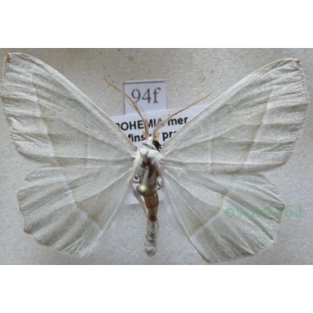 Campaea margaritaria (Linnaeus, 1761) male Ostrolot muszlowiak Czech94f